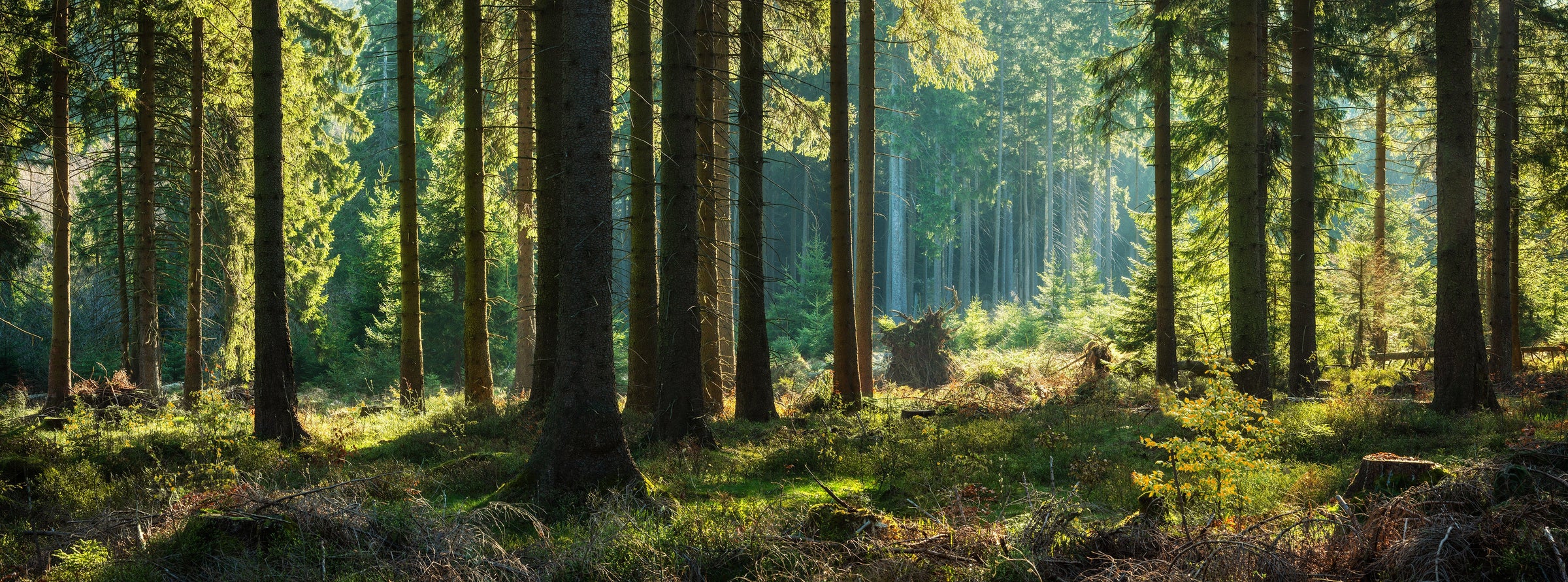 Sunlight filters through a dense forest with tall trees and green undergrowth.